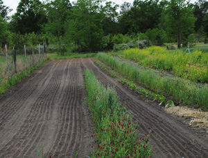 rows of tilled soil