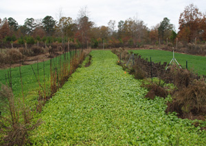 Using Cover Crops in the Home Garden