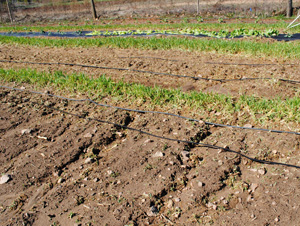 eroded soil