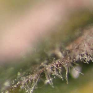 microscopic image of conidial chains on wheat leaves