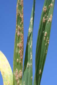 powdery mildew symptoms on wheat leaves