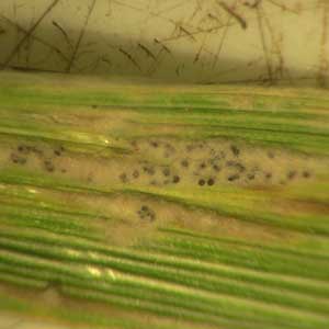 fungal fruiting bodies on wheat blades