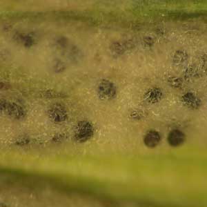 fungal fruiting bodies on wheat blades (close up)