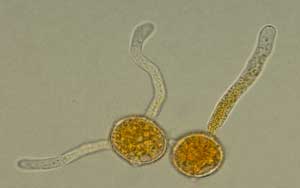 micrograph of germinating urediniospores