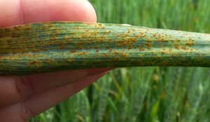 rust symptom on wheat leaf