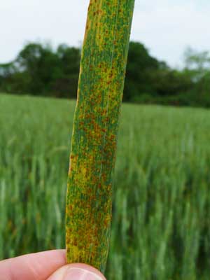 rust symptom on wheat leaf