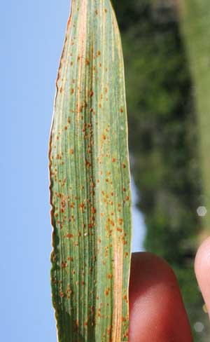 rust symptom on wheat leaf