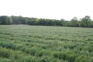 field of wheat germ plasm