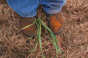 boots covered in rust spores