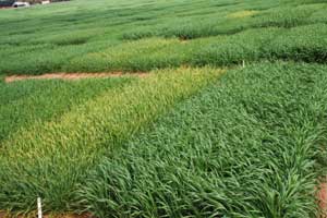 wheat test plots