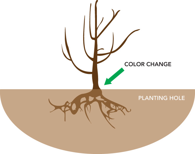 Fruit tree in a planting hole, showing that the roots do not reach the bottom of the hole, and the hole is twice as wide as the root spread. An arrow points to the tree trunk at the top of the hole, labeled "color change."