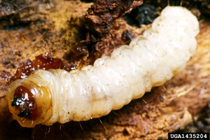 peachtree borer larva on tree