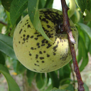 peach with scab making the fruit pale yellow with dark spots