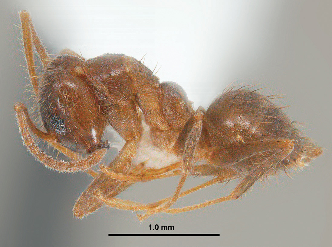 Close-up image of a Tawny crazy ant, Nylanderia fulva (Mayr)