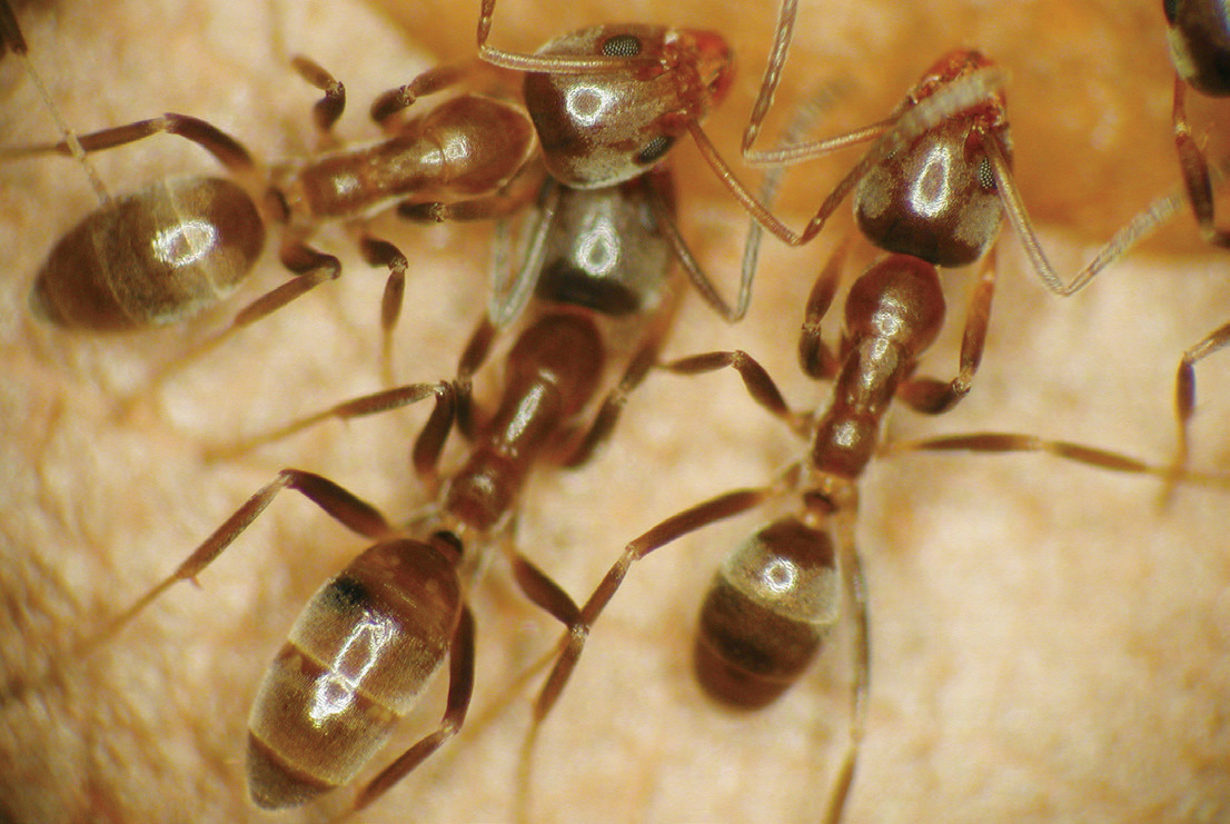 Image showing the Argentine ant, Linepithema humile (Mayr)