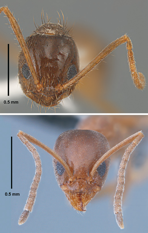 Magnified images showing differences between the faces of the tawny crazy ant and the Argentine ant.