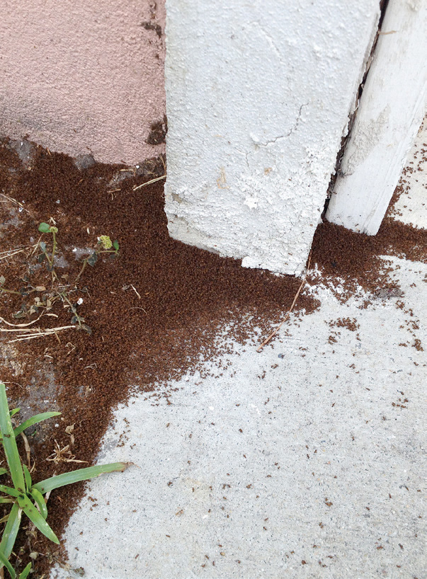 Image shows the side of a home where a pile of dead ants is visible.