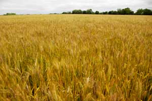 wheat field