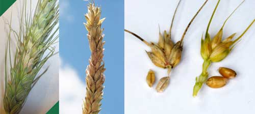 infected spikelets and kernels