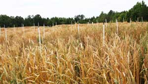 wheat test plot