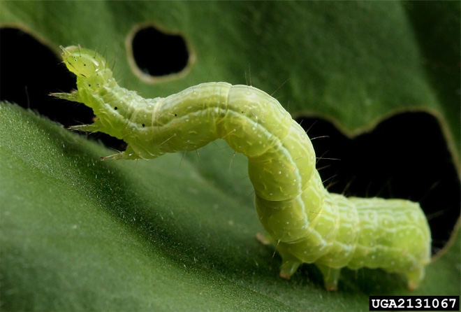 Cabbage looper caterpillar, a light green caterpillar.