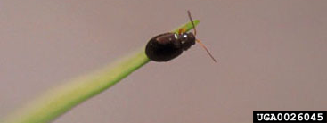 Flea beetle, a small brown beetle.