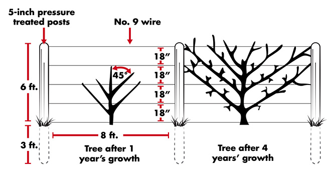 A trellis with two sections shows how to train a tree in the first year as described in the text above and how the tree looks after 4 years, with branches forming V shapes within the section up the support wires.