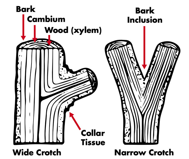 Two kinds of tree crotches are shown: a wide crotch, which has a large central trunk with a smaller trunk jutting off to the side, and the narrow crotch with two equal-sized trunks splitting off from the main trunk