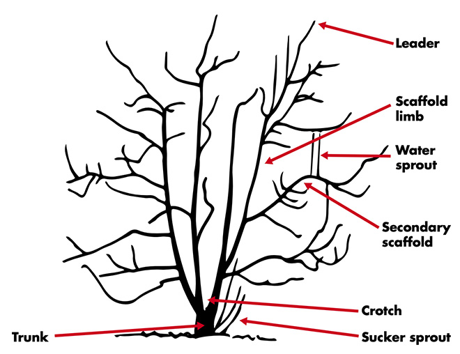tree diagram indicating locations of the terms defined in the section above