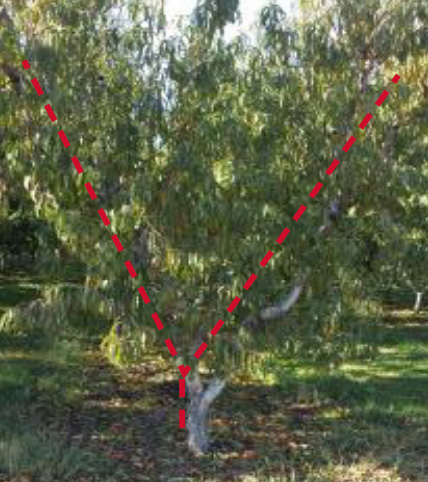 A tree pruned using the Perpendicular V system as described in the text above. With a full set of leaves it's difficult to tell where it's been pruned but there are red lines indicating the main branches.