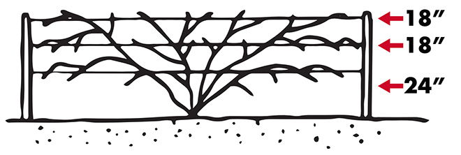 A trellis for caneberries is wide, with the first wire at 24 inches above the ground, then subsequent wires 18 inches apart. Canes are tied to the trellis in a V pattern to spread them apart,