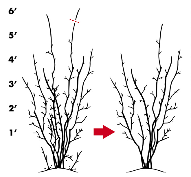 Blueberries will grow vigorously until they reach 6 feet in height, at which point you should start cane renewal pruning, which brings the overall size down and opens up the interior of the bush