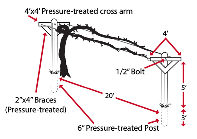 A double-curtain trellis uses 8 foot posts set 3 feet into the ground, 20 feet apart. The cross arms have cross braces for extra support and two wires are run between the cross arms at the full height of the posts.