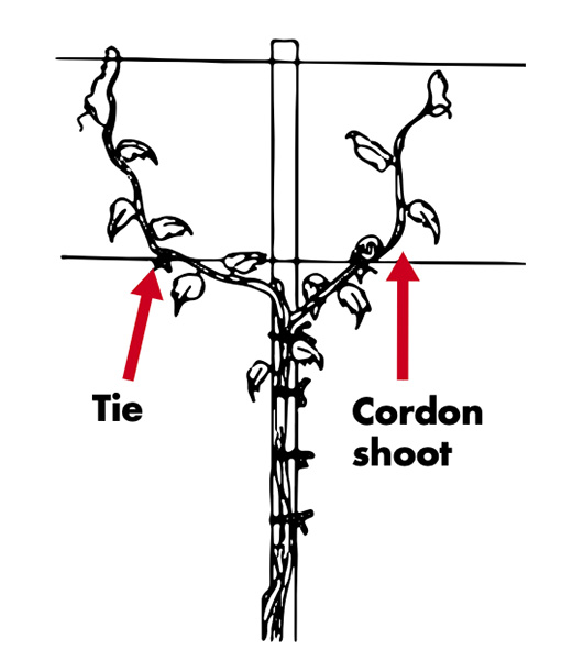 A single-wire trellis is shown with long shoots being tied to the catch wires once they are long enough to reach them.