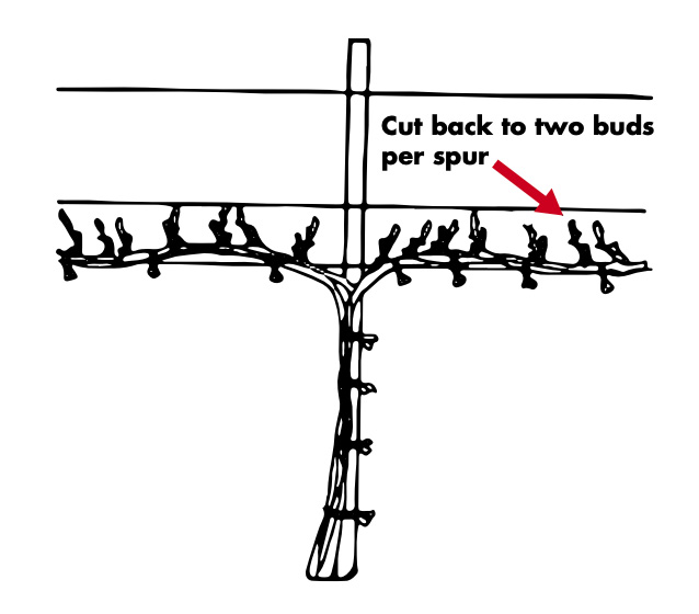 After pruning the grape vine pictured above, two buds per spur are left on the vertical growth