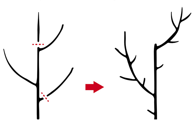 tree diagram shows clipping areas as red dotted lines across the bases of two branches
