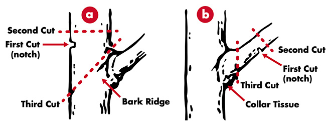 red dotted lines show cutting a tree above a side limb—drop crotching—or on the side limb itself to remove the limb.