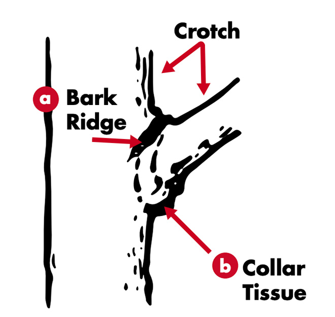 Collar tissue is the growth around the bottom side of the base of a side limb, while a bark ridge is the thickened area above the same side limb