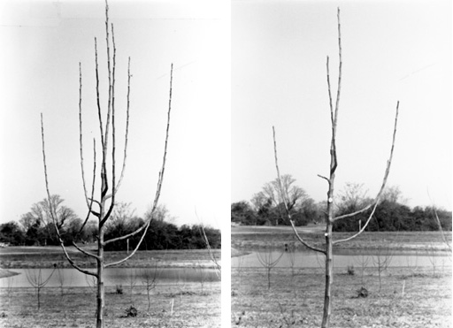a tree with many upright branches is shown on the left, and the same tree with branches removed during pruning is shown on the right