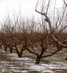 A mature orchard shows healthy peach trees with sturdy, low and wide growth