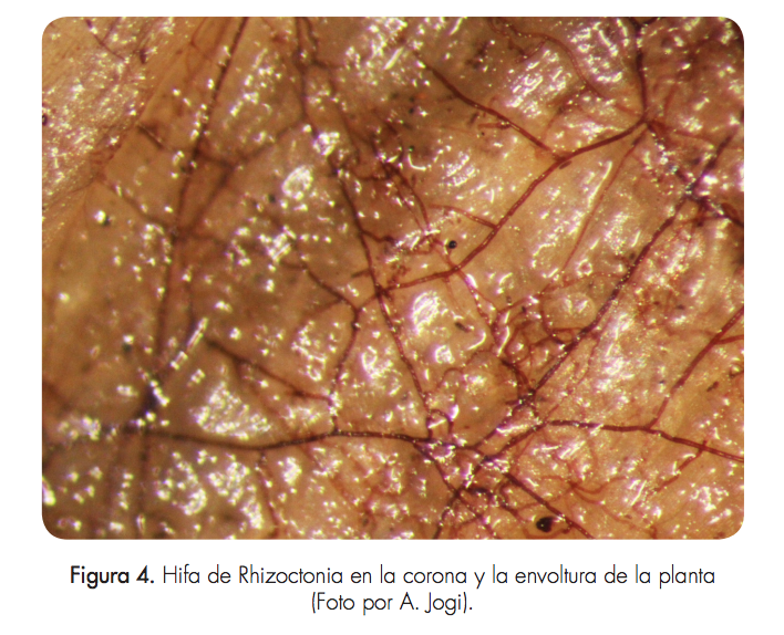 Hifa de Rhizoctonia en la corona y la envoltura de la planta (Foto por A. Jogi).