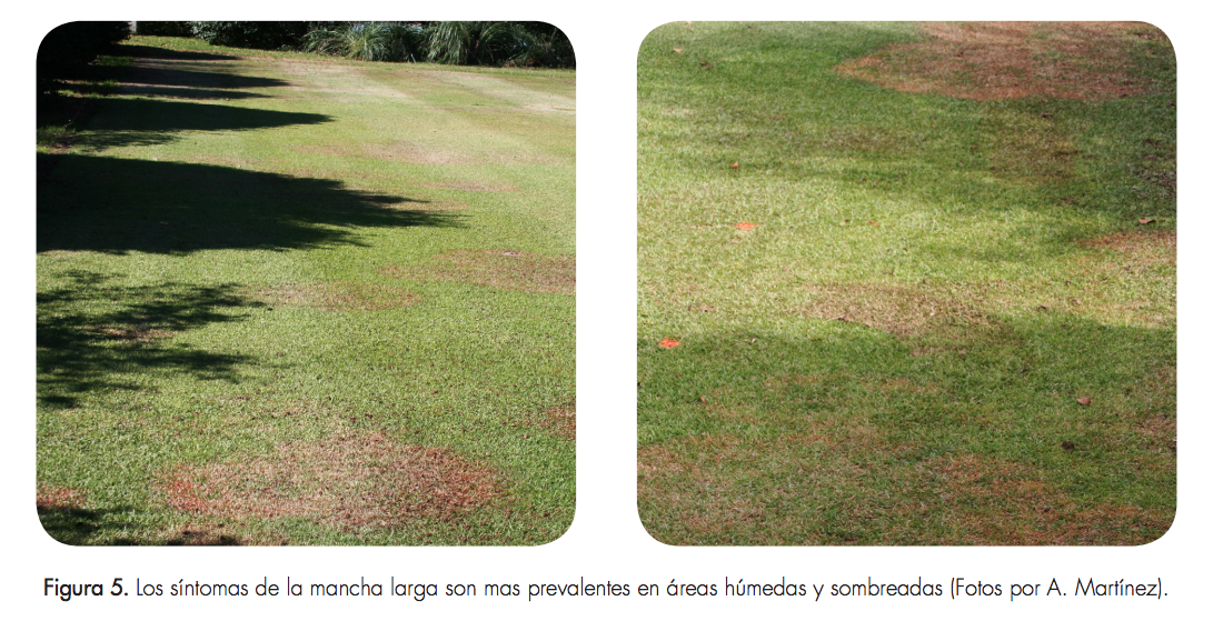 Los síntomas de la mancha larga son mas prevalentes en áreas húmedas y sombreadas (Fotos por A. Martinez).