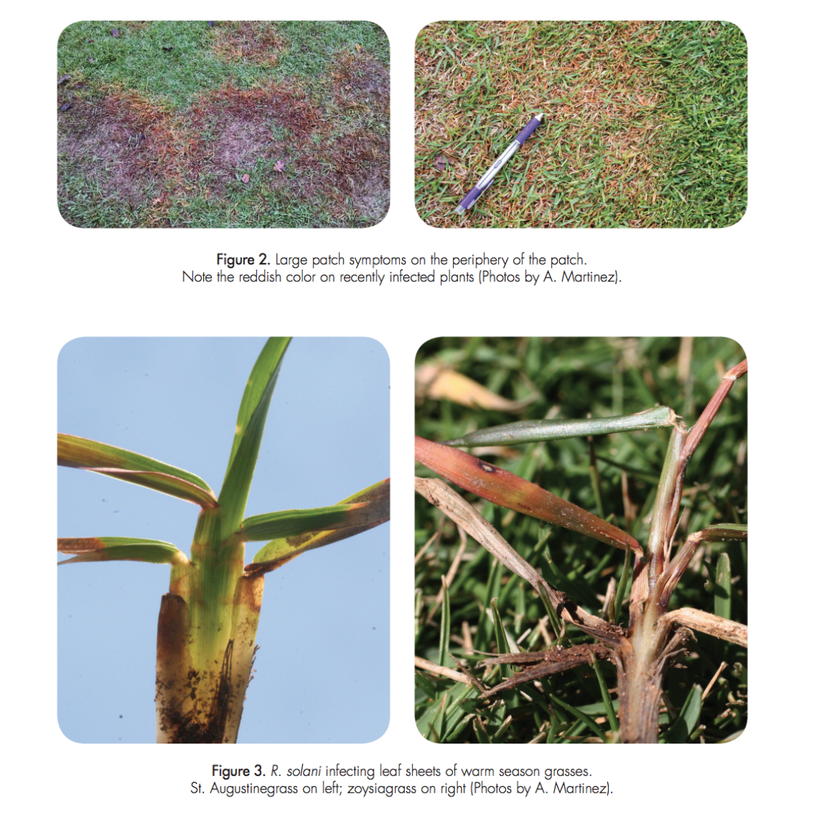 Figure 2. Large patch symptoms on the periphery of the patch. Note the reddish color on recently infected plants (Photos by A. Martinez). Figure 3. R. solani infecting leaf sheets of warm season grasses. St. Augustinegrass on left; zoysiagrass on right (Photos by A. Martinez).