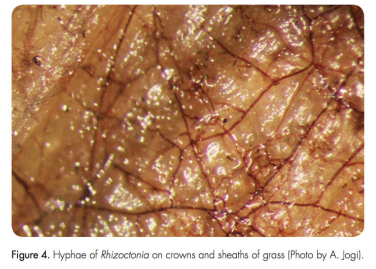 Figure 4. Hyphae of Rhizoctonia on crowns and sheaths of grass (Photo by A. Jogi).