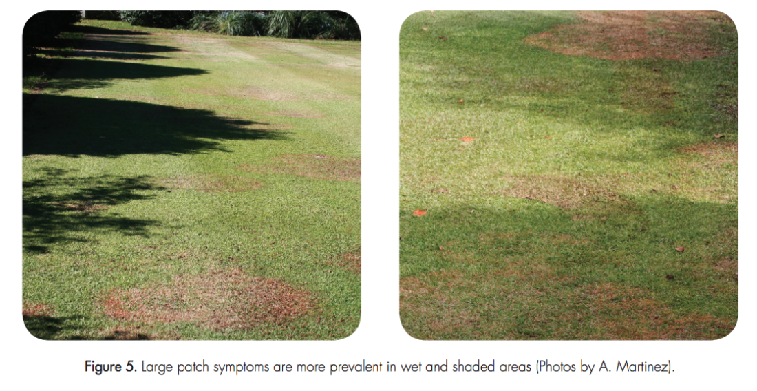 Figure 5. Large patch symptoms are more prevalent in wet and shaded areas (Photos by A. Martinez).