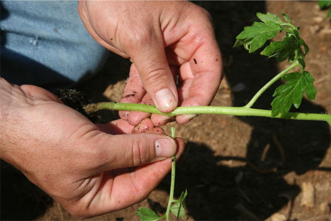 a person's hands pinching off a side branch near the base of a tomato plant