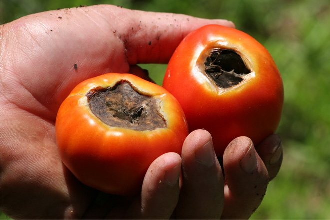 Blossom end rot on two tomatoes. It looks like a large, brown, sunken pit on the bottom surface of the tomato.