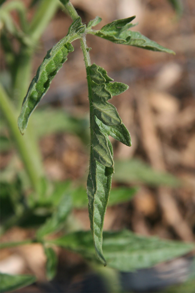 A closeup of tomato leaf roll: the leaf is folded in half toward itself and hanging limply off the tomato plant. 