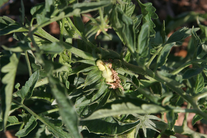 A tomato plant has started to die or stunt after coming into contact with an herbicide. The plant is turning a pale green and parts are brown.