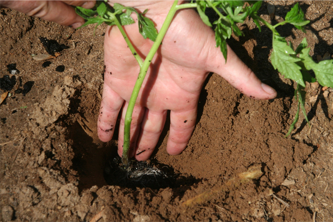 Image shows a man's hand down in a hole dug in the ground, in which a tomato plant has been placed for planting. The depth of the hole is a little more than half of the length of the man's hand and the width of the hole is about twice as wide as the hand.